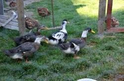 Pokoje Gocinne Koziniec