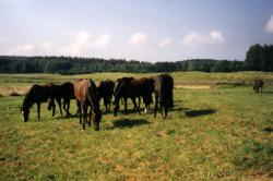 Gospodarstwo Agroturystyczne Pan Tadeusz