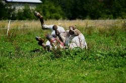 Stajnia i Gospodarstwo Agroturystyczne Koskie Zacisze