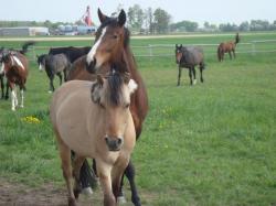 Harmony Farm
