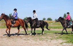Stajnia Biay Borek