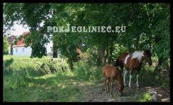 Jegliniec