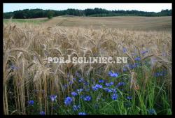 Jegliniec