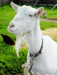 Kozia Farma