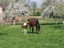 Agroturystyka Rancho Pod Strusiem- Wojcieszyn