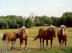 Gospodarstwo agroturystyczne M. i R. Kozicz