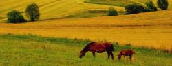 Gospodarstwo Agroturystyczne