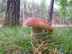 Pyrka