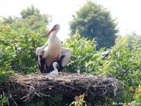 Gospodarstwo Agroturystyczne Wypoczynek nad Bugiem Klepaczew