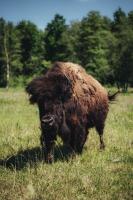 Paac Popielw w Kurozwkach