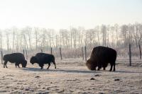 Paac Popielw w Kurozwkach