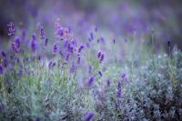 Lavendowo