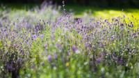 Lavendowo