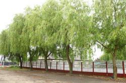 Gociniec Pod Wierzbami