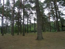 Pole Namiotowe Pod Sosnami