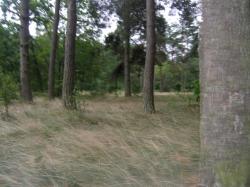 Pole Namiotowe Pod Sosnami