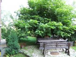 Pod Lipami