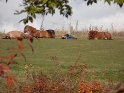 Agroturystyka Pony