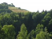 Domek Caoroczny w grach Nowy Scz- Pszczka
