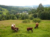 Ekologiczne Gospodarstwo Agroturystyczne JUHASIK