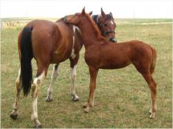 Rancho Wolica