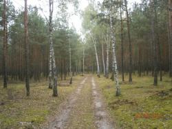Pole kempigowe Taszewko