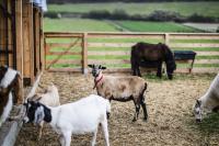 Dosoce Resort Wellness & Farm