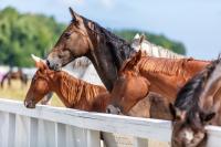 Kadyny Folwark Hotel & Spa