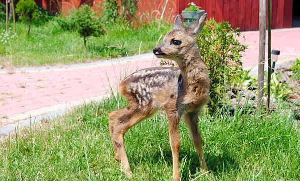 Noclegi witokrzyskie  W Dolinie Wilkowskiej,, Pod Jeleniami