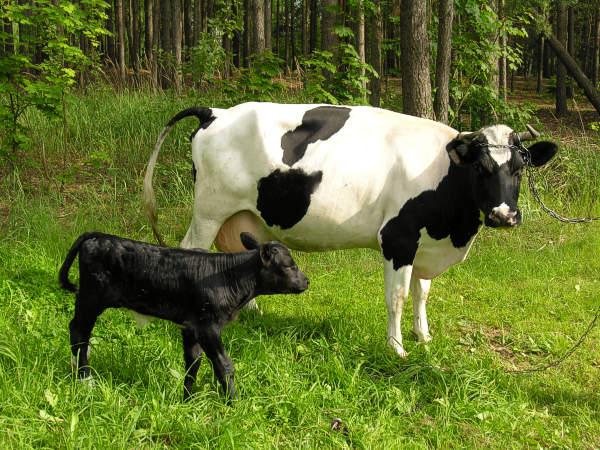 Gospodarstow Agroturystyczne Zagroda