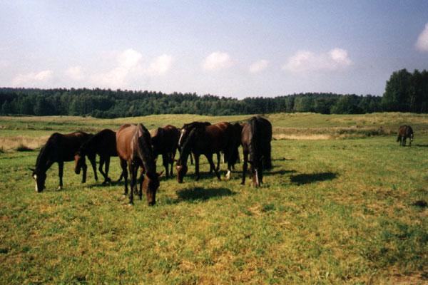 Gospodarstwo Agroturystyczne Pan Tadeusz