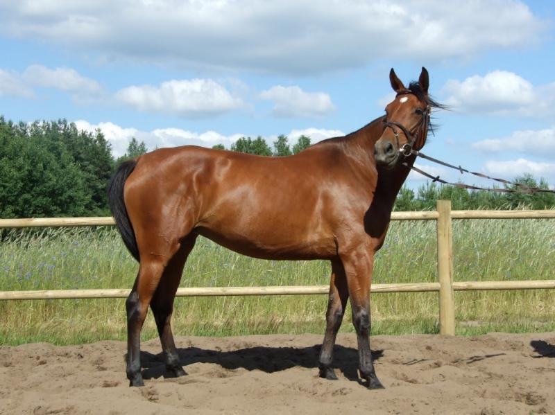 Agroturystyka Ranczo Pod Gajem
