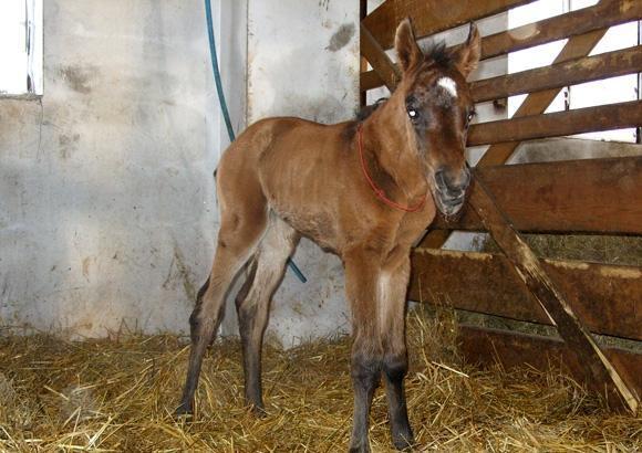 Agroturystyka Ranczo Pod Gajem