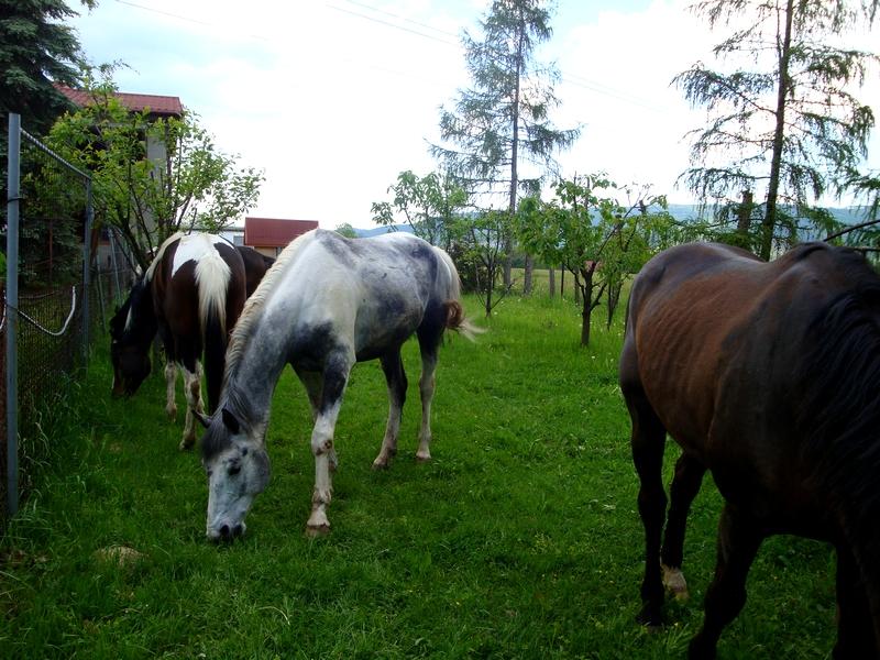 Agroturystyka u Andrzeja