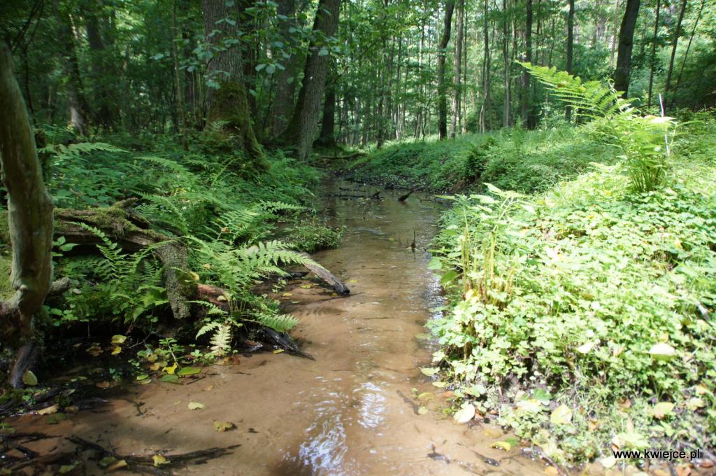 Gospodarstwo Agroturystyczne w Kwiejcach