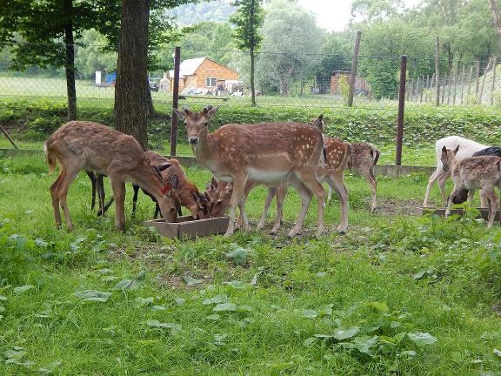 Gospodarstwo Rybacko-Turystyczne Nad Potokiem