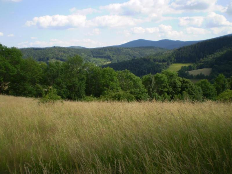 Halinwka