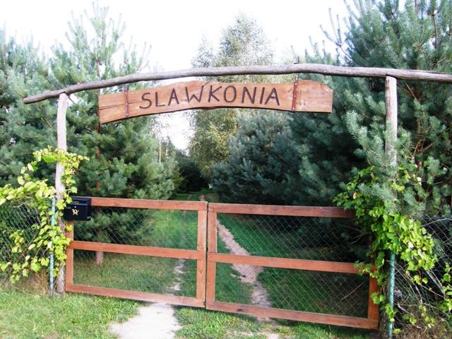 Sawkonia