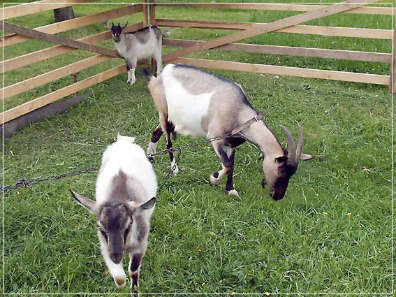 Pokoje Gocinne w Krocienku