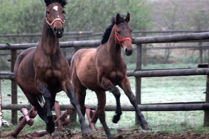 Gospodarstwo Agroturystysczne „Anielin”