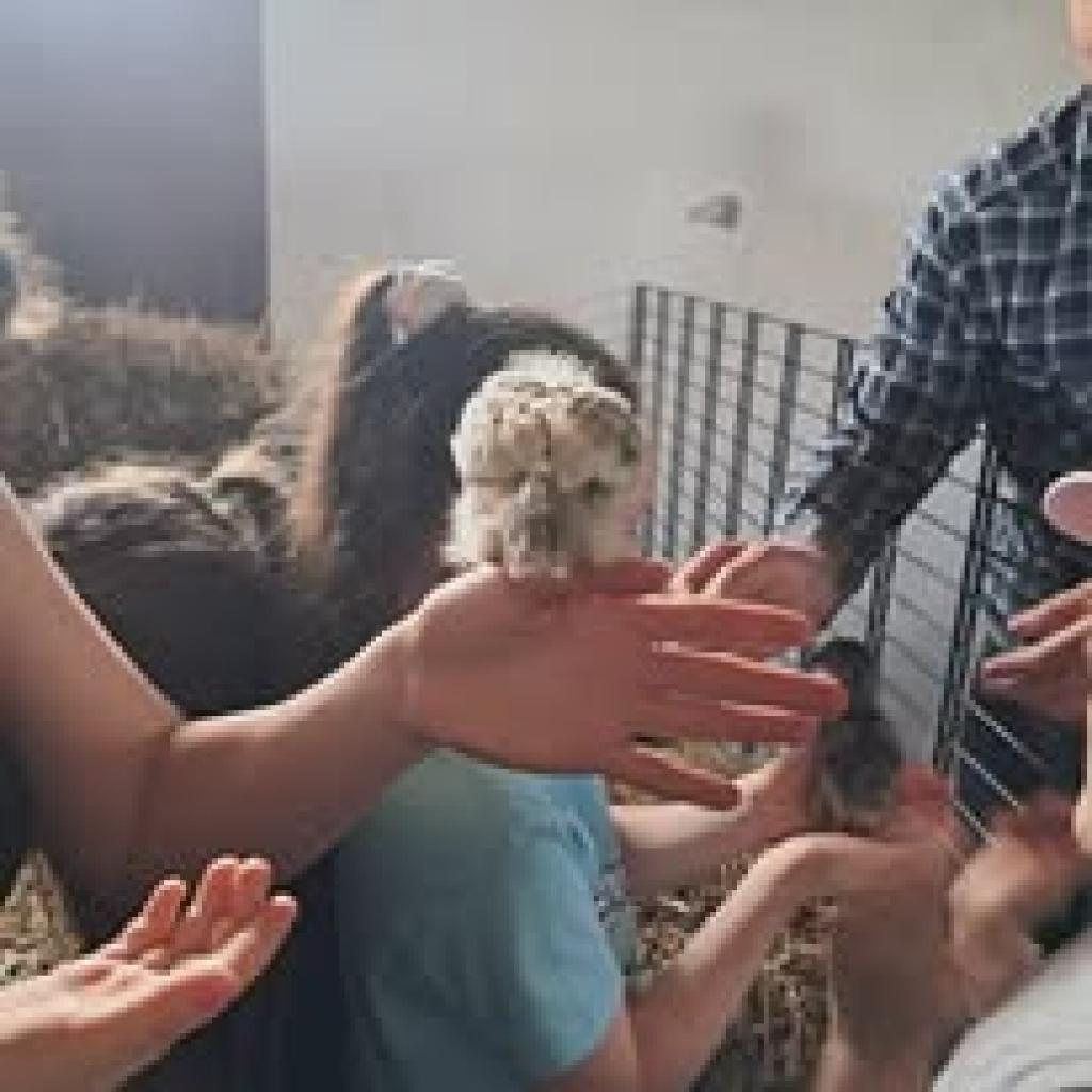 Agroturystyka Koska Zagroda