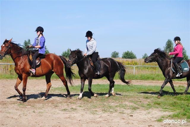 Stajnia Biay Borek