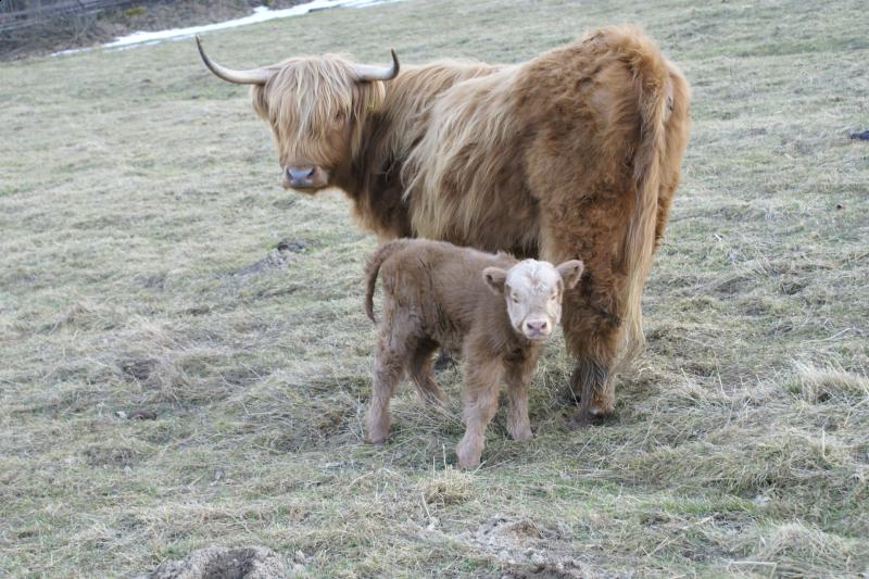 Agroturystyka Michaowa Zagroda