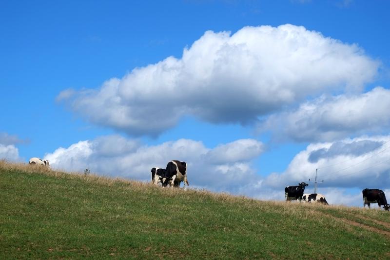 Gospodarstwo Agroturystyczne ywe