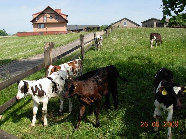 Agroturystyka Rogate Ranczo u Konrada