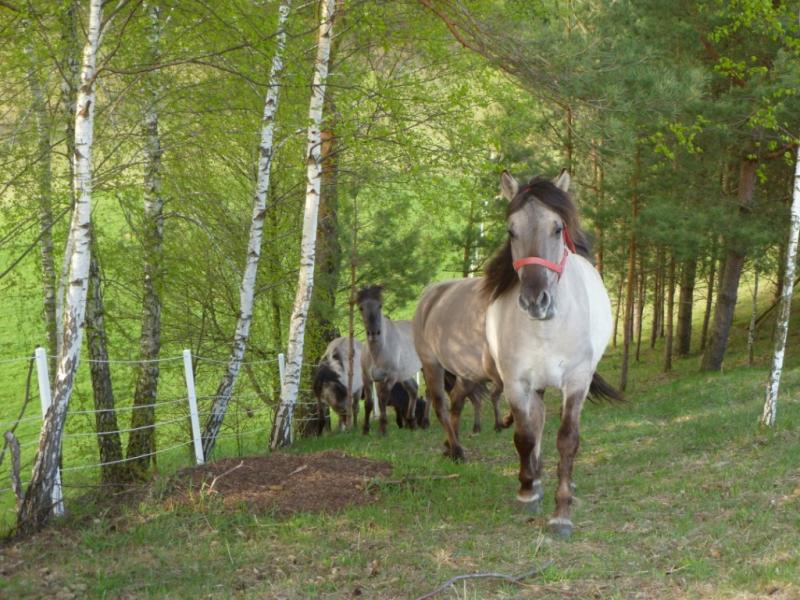 Agroturystyka Zielone Wzgrza Suwalszczyzna