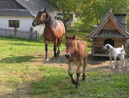 Gospodarstwo Agroturystyczne w Cichem