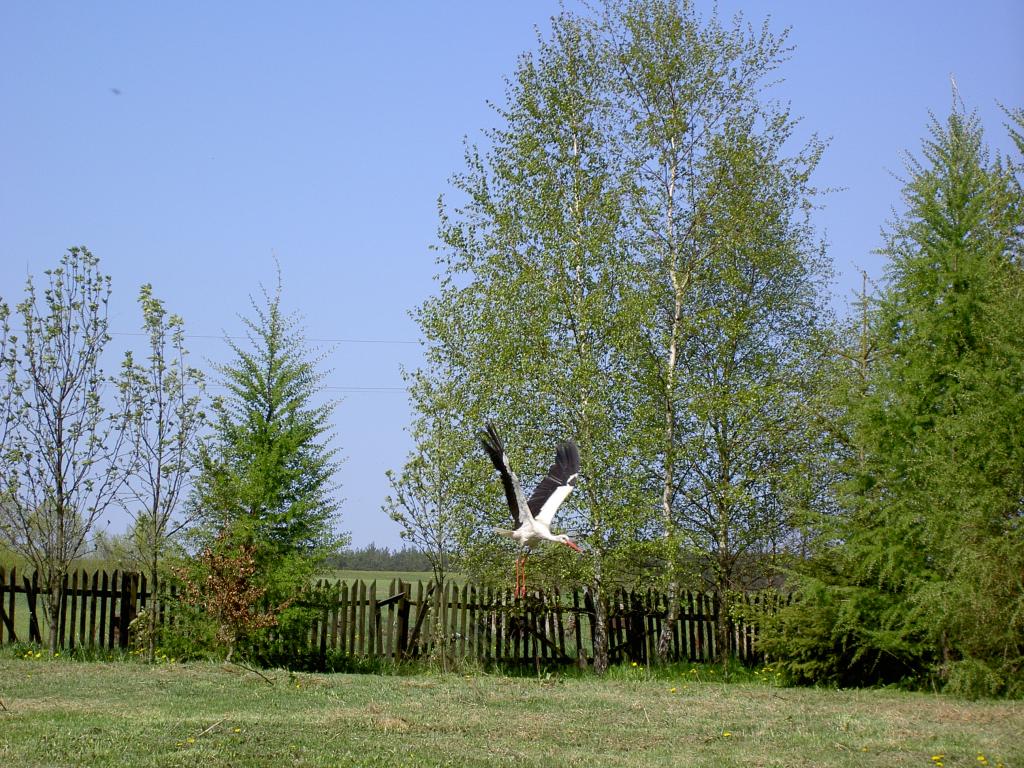 Pensjonat - Maszewianka