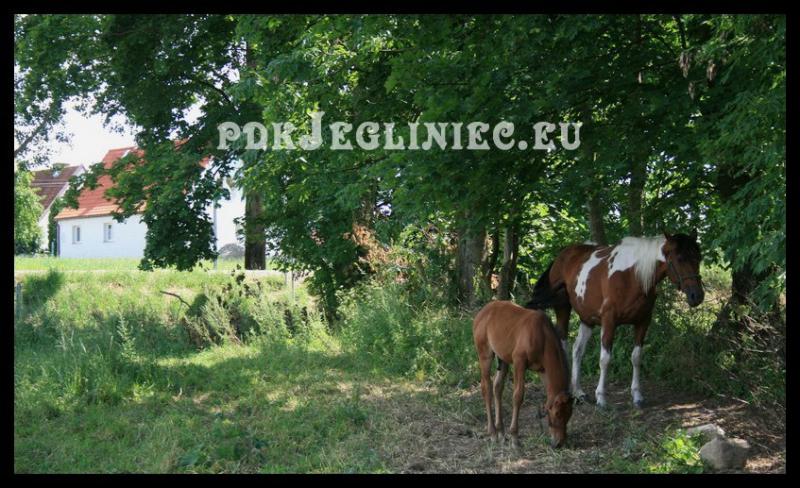 Jegliniec