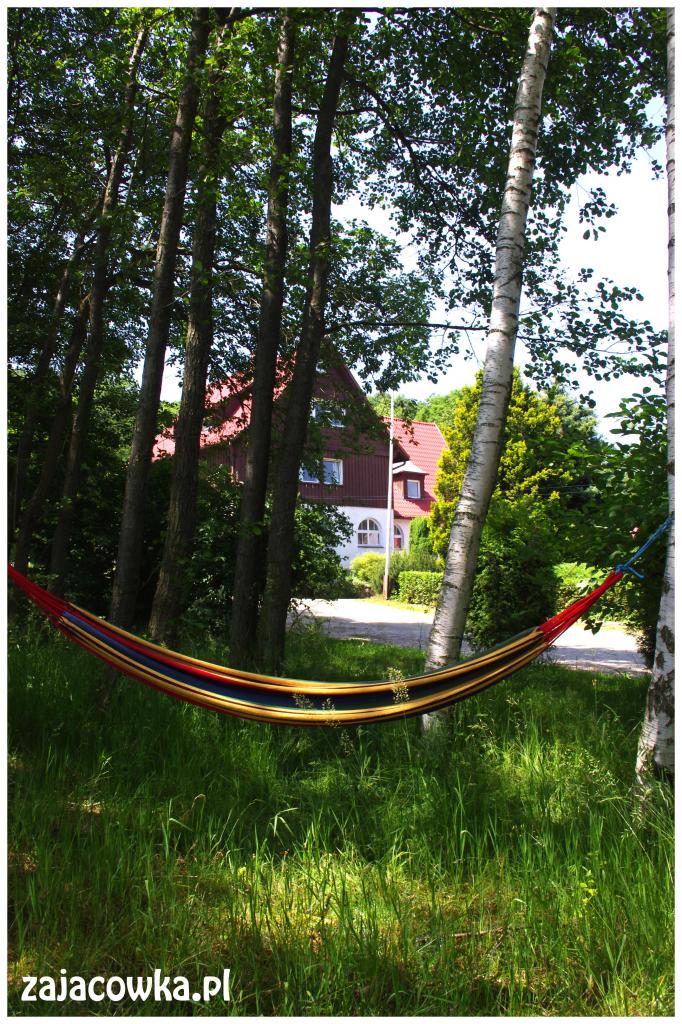 Zajcwka